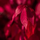 Very Red